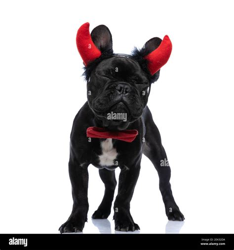 Adorable French Bulldog Doggy Wearing Devil Horns Headband And Red