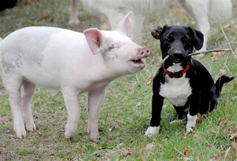 Potbelly Pig And Dog Best Friends