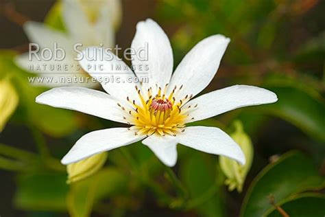 Great place to search the nz plant pics site. New Zealand Bush Clematis flower (Clematis paniculata ...