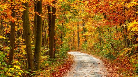 Autumn Forest Landscape Road 1920 X 1080 Hdtv 1080p Wallpaper