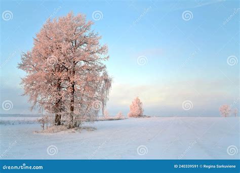Winter Morning Or Evening Oak Trees On A Snowy Field Stock Image