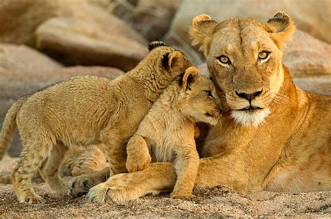 Istock Lioness Cubs The Wild And Precious