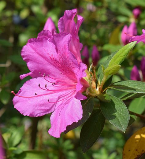 Hot Pink Azalea Flower · Free Photo On Pixabay