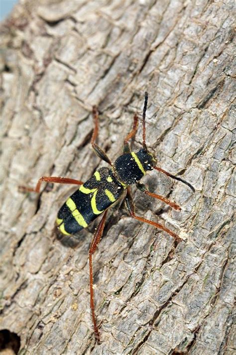 Wasp Beetle Photograph By Uk Crown Copyright Courtesy Of Ferascience