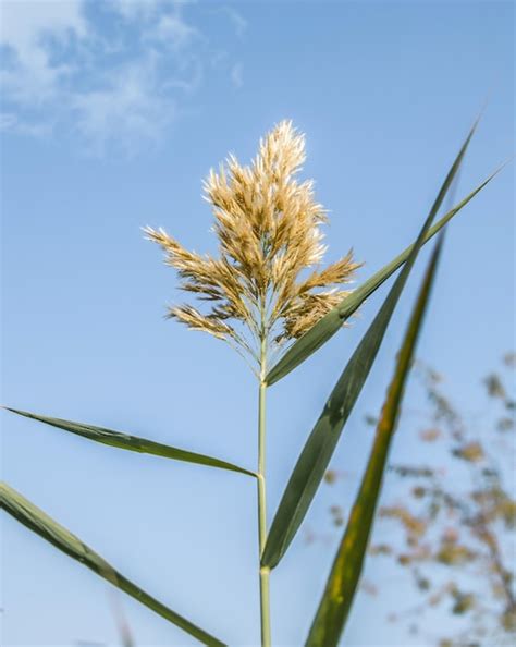 Premium Photo Panicle Of Dry Reed In Nature Against The Sky