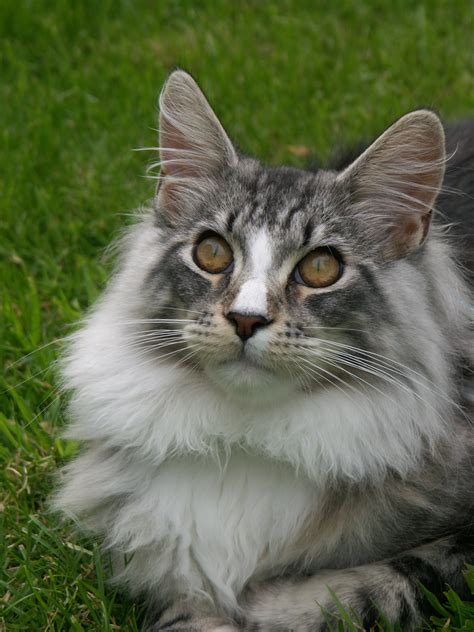 Why choose salty coons maine coon kittens? Maine Coon Kittens For Sale FOR SALE ADOPTION from ...