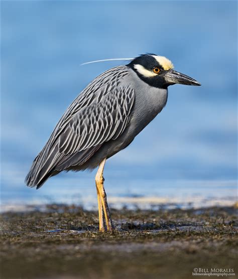 Yellow Crowned Night Heron Bill Morales Photography