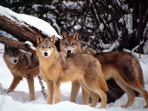 Pack Of Wolves Amazing Wolves Photo 36715723 Fanpop