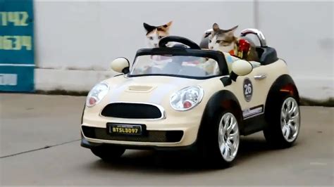 Cats Practice Driving Cars Funny Cats Compilation Youtube