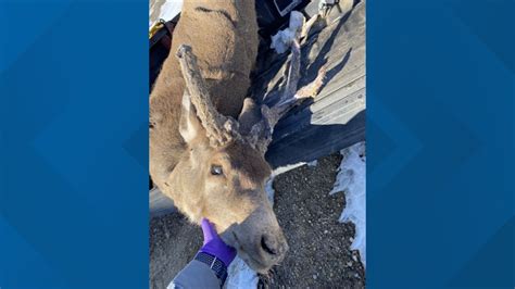 Fish And Game Seeking Information On Illegally Killed Mule Deer