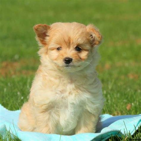 This tiny dog will have a fluffy coat, loving temper and fun spirit. Pomapoo Puppies For Sale - Pomapoo Breed Profile | Greenfield Puppies