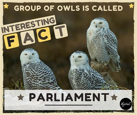 10 Awesome Facts About Owls 15 Pics Twistedsifter