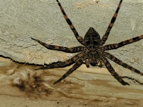 I Have Been Told That Brown Recluse Spiders Are Often Misidentified So