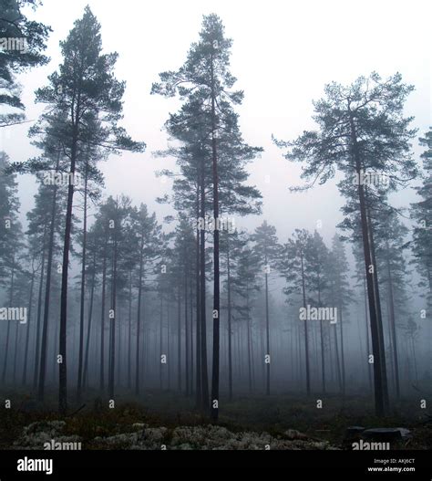 Misty Pine Forest Stock Photo Alamy
