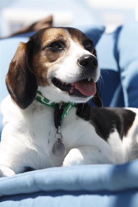 Smileits Good For Your Health Beagle Puppy Beagle Animals