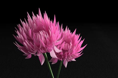 Flowers 6 By Yogyog Modeling Blender Artists Community