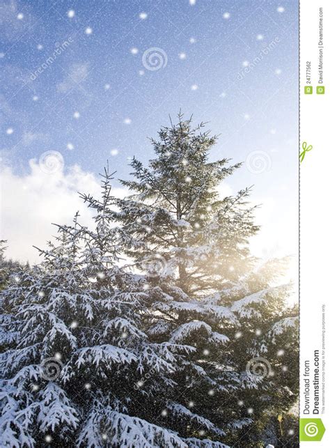 Winter Snow Falling Over Pine Trees Stock Photo Image Of