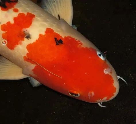 How To Treat Koi White Spot Diseases Causes And Treatments Pond Informer