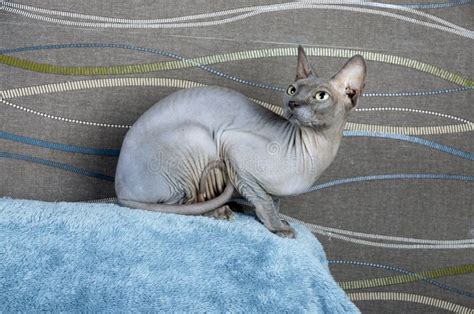 Blue Canadian Sphynx Cat Stock Photo Image Of Canadian 103967004