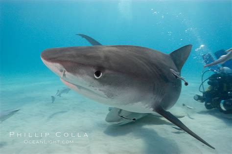 Tiger Shark Galeocerdo Cuvier Bahamas 10746