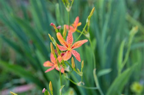 100 Free Tiger Lily And Nature Images Pixabay
