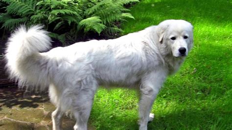 Hungarian Kuvasz Breed History And Characteristics Best Guide