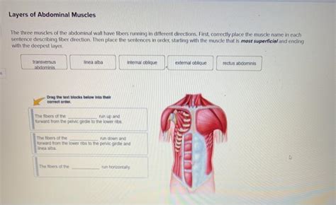 Solved Layers Of Abdominal Muscles The Three Muscles Of The