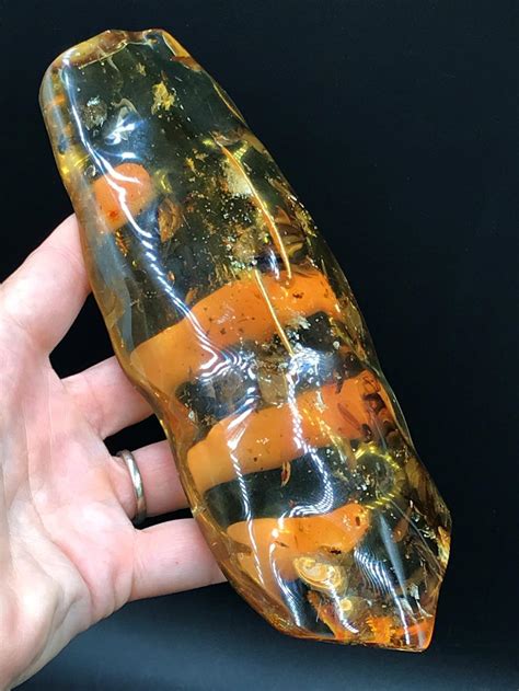 Bid Now Amber Fossil Natural Collectible Specimen November 2