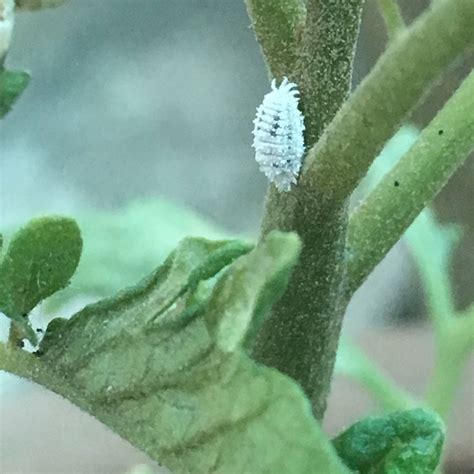 White Plant Bugs