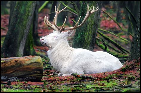 White Red Deer White Red Deer Wit Edelhert © All Rights Flickr