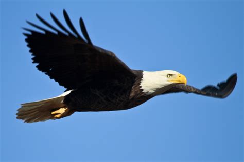 Bald Eagle In Flight Free Stock Photo Public Domain Pictures