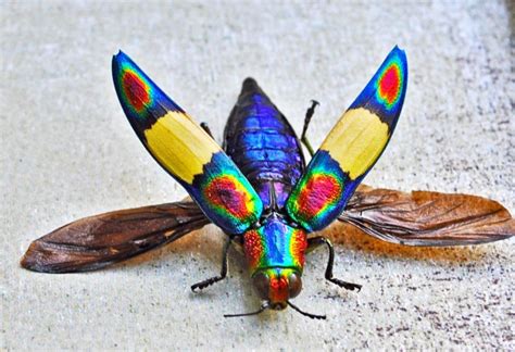 5 Of The Most Beautiful Bugs On The Planet Featured Creature
