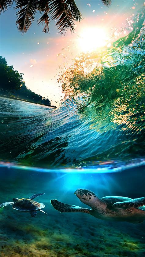 44 Sea Turtle Iphone Wallpaper Wallpapersafari