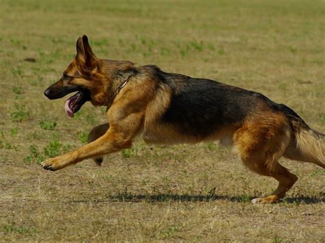 Hip Dysplasia In German Shepherds Symptoms Causes And Treatments