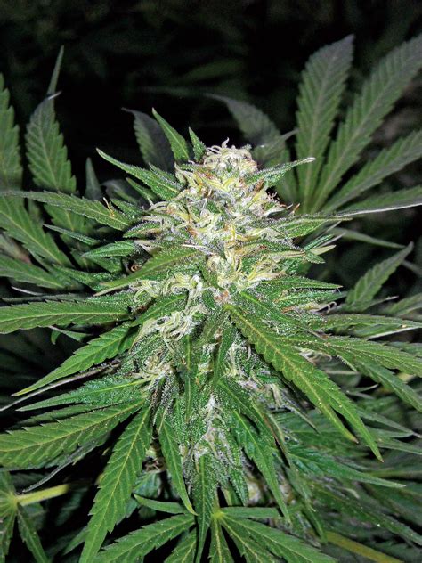 Cannabis Indica: The Essential Guide: October 2012