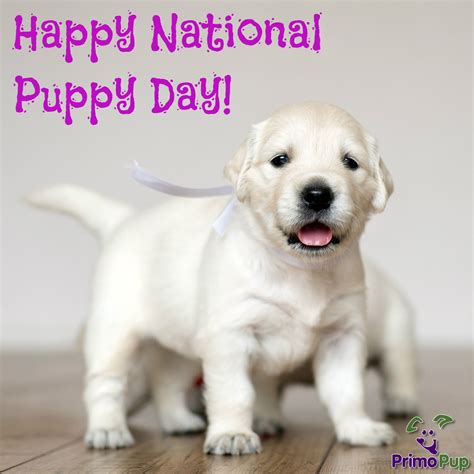 Celebrate National Puppy Day Primopup National Puppy Day Lab Puppies