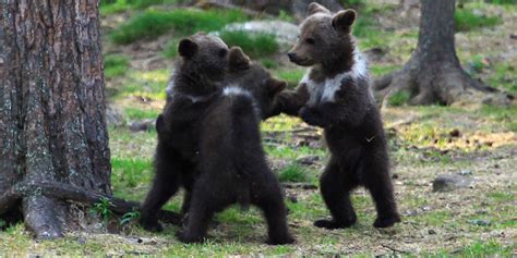 Bear Cubs Play Ring Around The Rosie And We All Fall Down From
