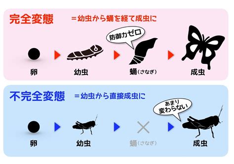 This grammar is used to express to become. 昆虫の生態でよく出る「完全変態」「不完全変態」は分類して ...