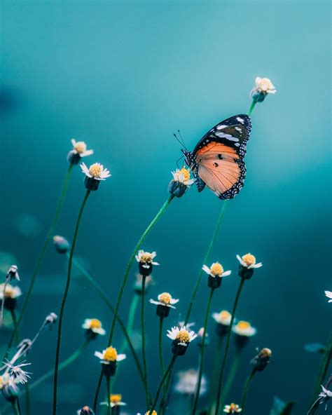 The Ultimate Butterfly Wallpaper Collection Over 999 Stunning Images