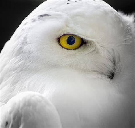 Snow Owl Eye Free Photo Download Freeimages