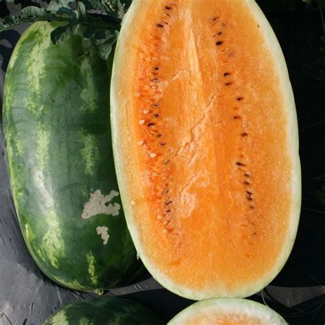 Watermelon Seeds Tendersweet Orange