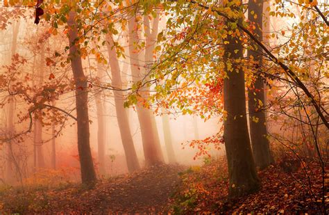 Photography Nature Morning Mist Sunlight Forest Fall Path Red
