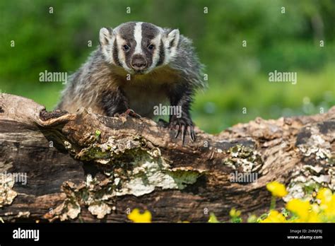 North American Badger Taxidea Taxus Stares Out From Atop Log Summer