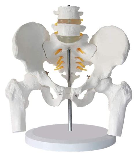 Buy Body Model Human Anatomy Medical Life Size Female Pelvis Skeleton