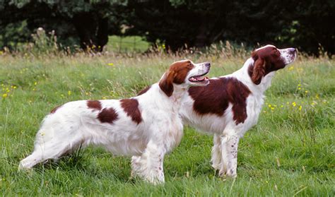Irish Red And White Setter Temperament Lifespan Shedding Puppy