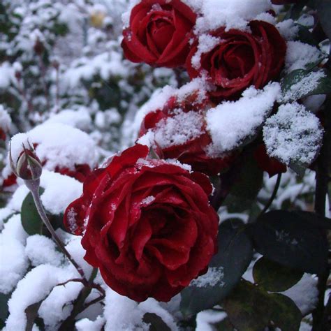 Snowy Rose Rose In Snow By Myblue Eyes On Deviantart Красивые розы