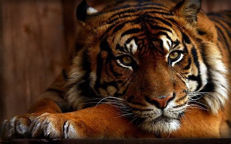 Hintergrundbilder Tiere Tiger Tierwelt Pelz Große Katzen Zoo