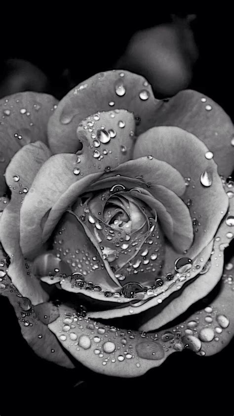 Right now we have 60+ background pictures, but the number of images is growing, so add the webpage to bookmarks and. grey.quenalbertini: Grayscale Dew Rose Flower Macro iPhone ...