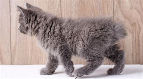 American Bobtail Cat Breed Information Pet On Bed