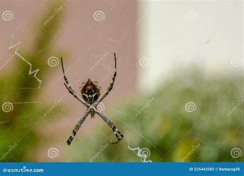 Silver Garden Spider Silver Argiope Argiope Argentata On Her Web